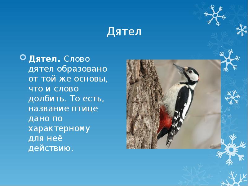 Слово птица. Слово дятел. Дятел словарное слово. Предложение про дятла. Текст про дятла.