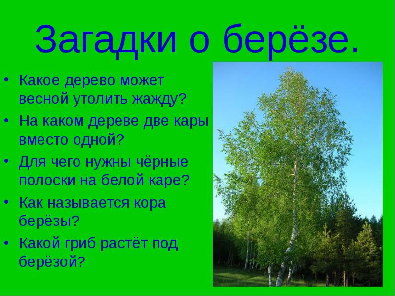 Береза презентация для дошкольников