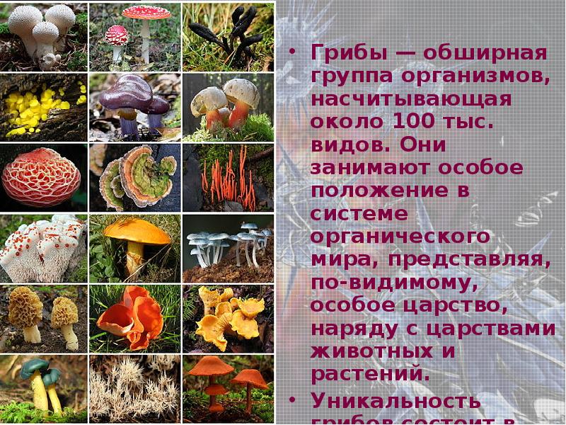 Грибы особая группа организмов. Группа организмов грибы. Растения и грибы. Грибы это растения или животные.