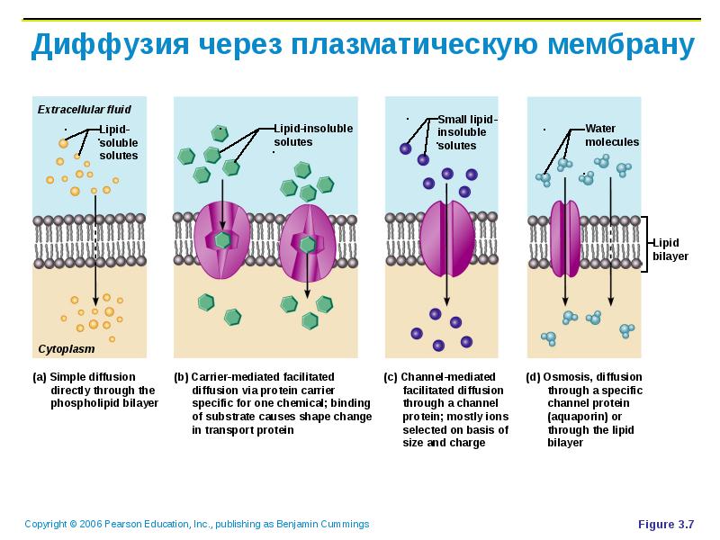 Осмос транспорт веществ