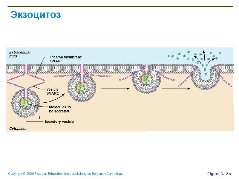 Экзоцитоз осуществляется. Везикулярный экзоцитоз. Экзоцитоз в мембране.