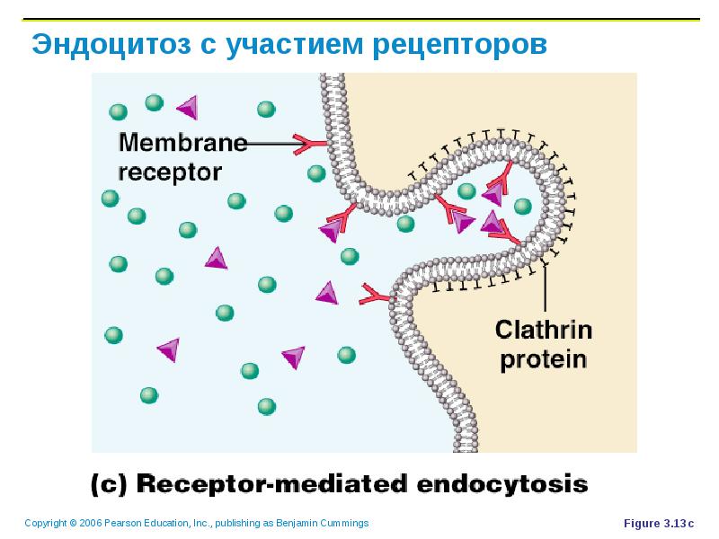 Эндоцитоз. Рецепторный эндоцитоз схема. Эндоцитоз вирусов этапы. Схема рецепторного эндоцитоза. Этапы эндоцитоза