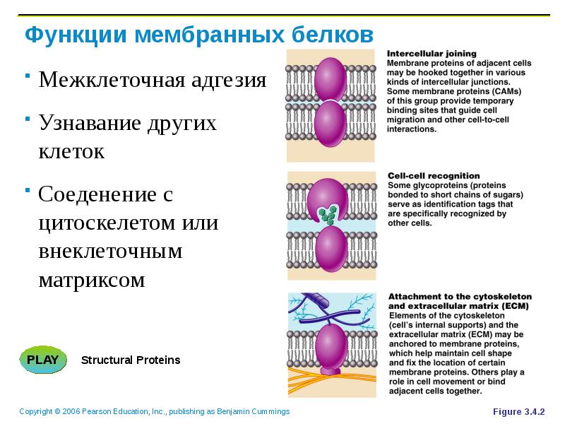 Какую функцию выполняют белки мембран