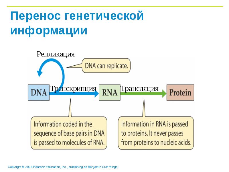 Наследственный перенос. Перенос генетической информации. Виды переноса генетической информации.