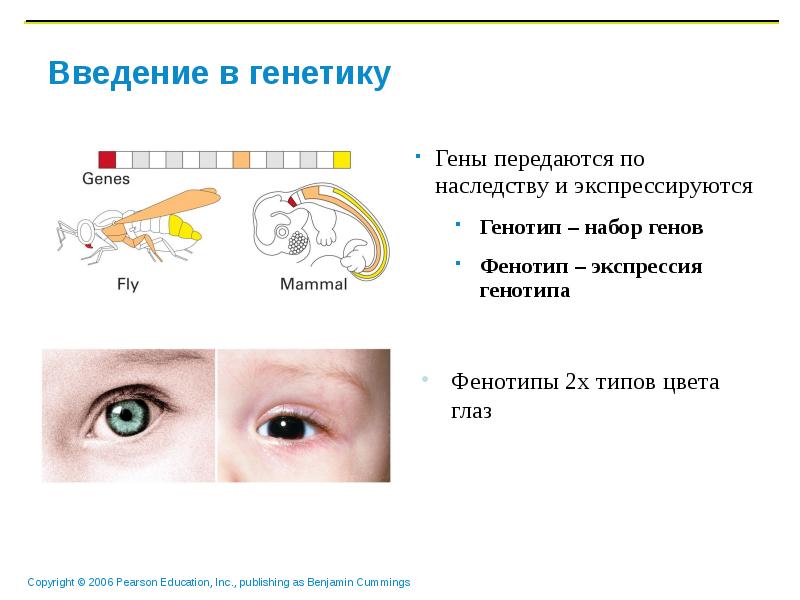 Презентация введение в генетику