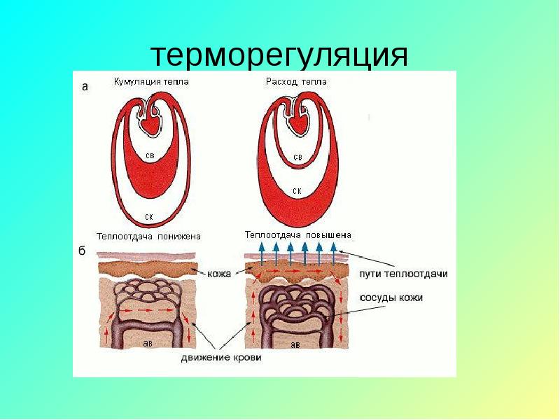 Терморегуляция картинки для презентации