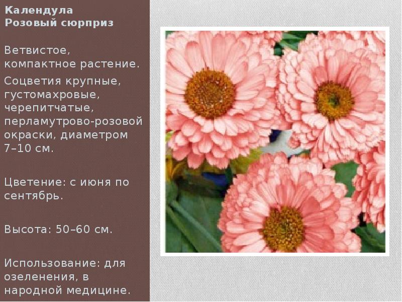 Календула
