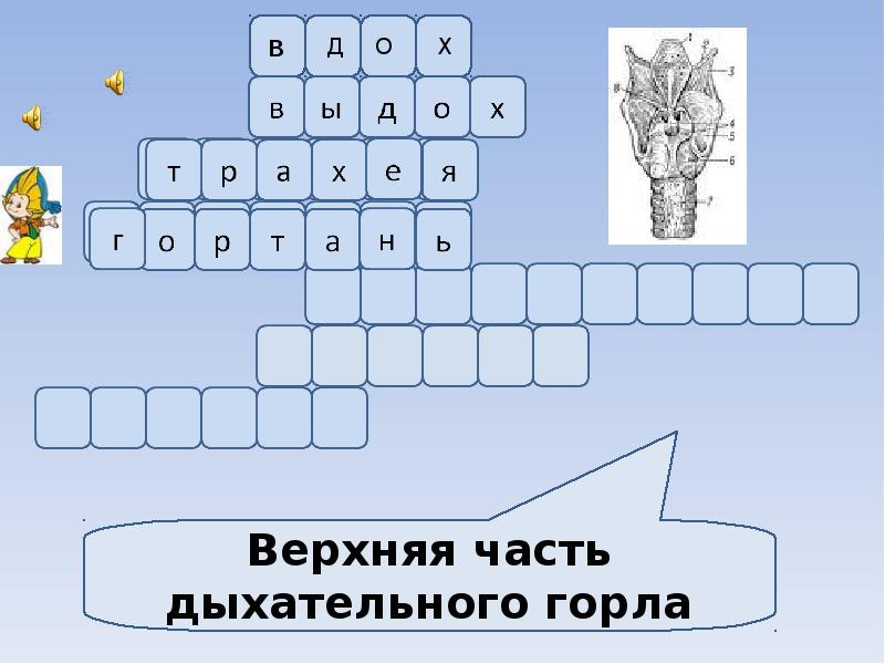 Фрагмент компьютерной презентации сканворд 5