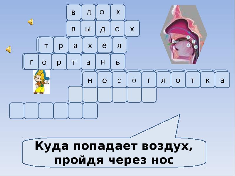 Кроссворд дыхание. Кроссворд на тему дыхательная система. Кроссворд по теме дыхание. Кроссворд на тему органы дыхания. Кроссворд по теме дыхательная система человека.