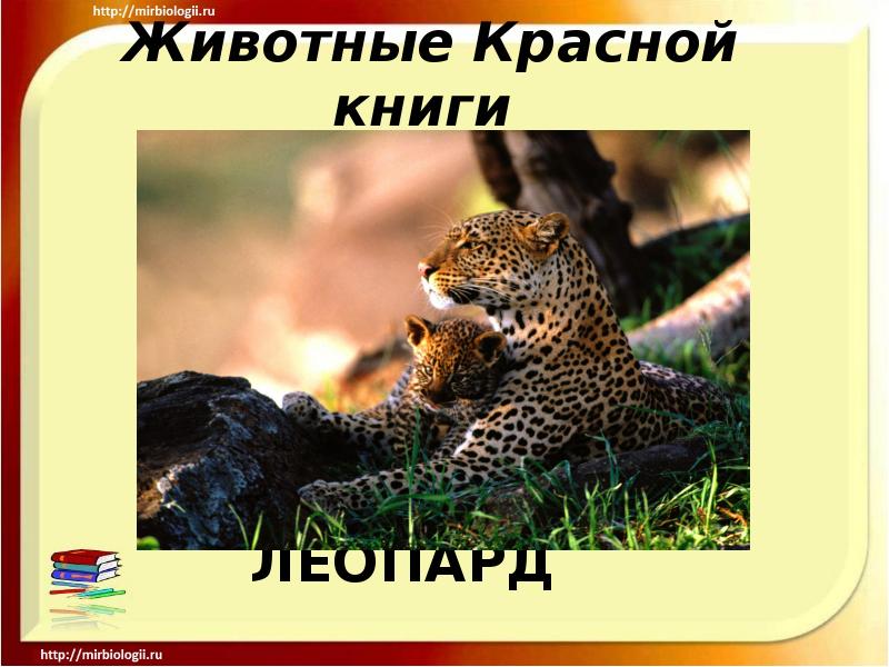 Животные красной книги республики беларусь для детей картинки