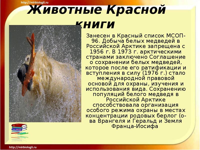 Красная книга международного союза охраны природы. Животные красной книги доклад. Животных из красной книги. Международная красная книга мсоп. Международной красной книги животных тигр.