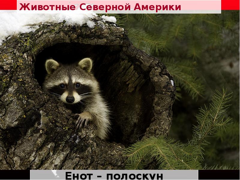 Животные Северной Америки
Енот – полоскун Животные Северной Америки
Енот – полоскун