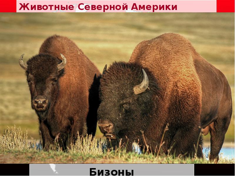 Животные Северной Америки
Бизоны Животные Северной Америки
Бизоны
