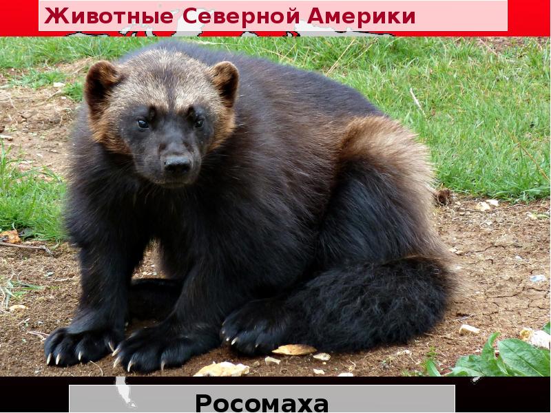 Животные Северной Америки
Росомаха Животные Северной Америки
Росомаха