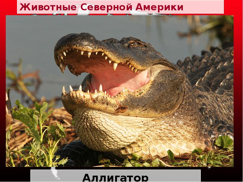 Животные Северной Америки
Аллигатор Животные Северной Америки
Аллигатор