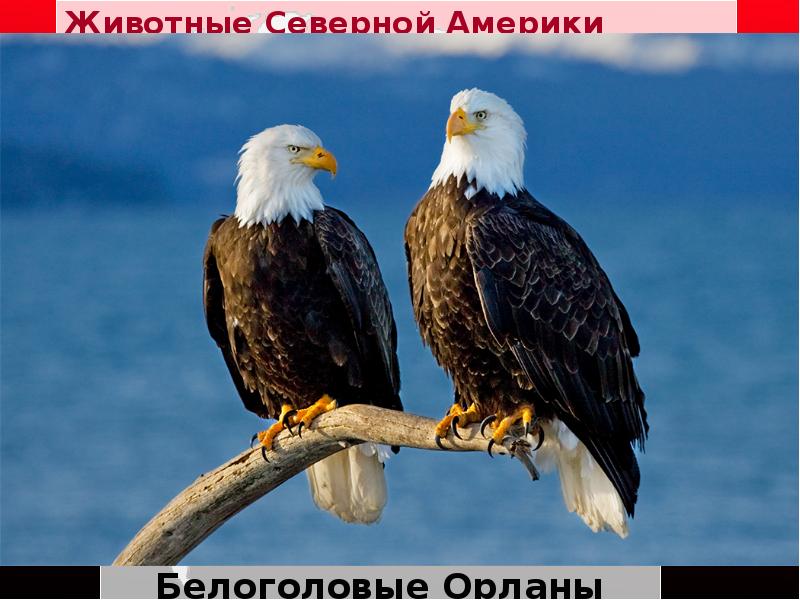 Животные Северной Америки
Белоголовые Орланы Животные Северной Америки
Белоголовые Орланы