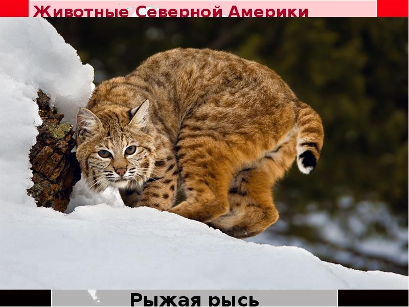 Животные Северной Америки
Рыжая рысь Животные Северной Америки
Рыжая рысь