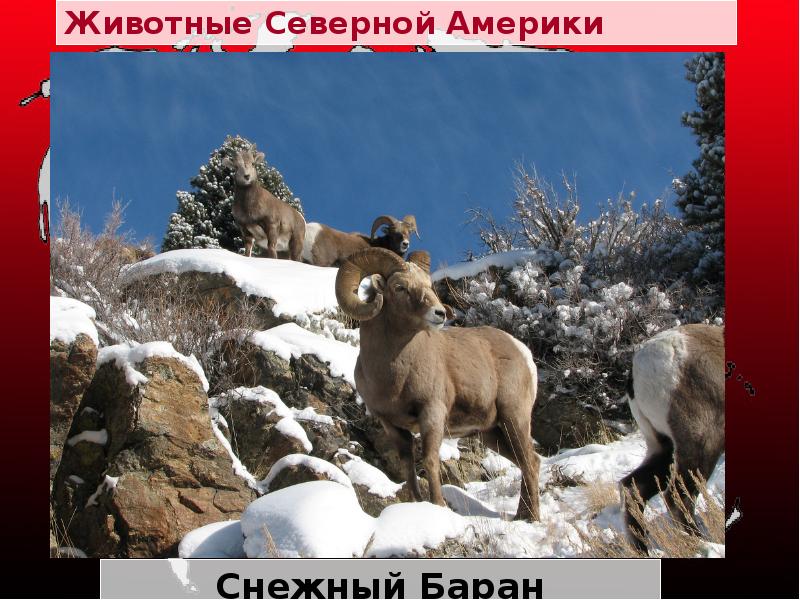 Животные Северной Америки
Снежный Баран Животные Северной Америки
Снежный Баран