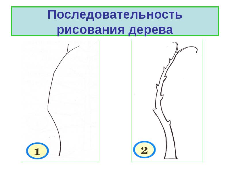 Презентация рисуем дерево. Последовательность рисования дерева. Последовательное рисование дерева. Дерево рисунок последовательность. Последовательность рисования деревьев в детском саду.