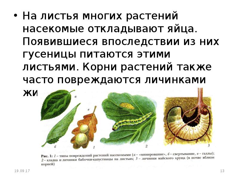 Механические повреждения древесины. Виды повреждений растений насекомыми. Виды повреждений листьев. Типы повреждения растений. Типы повреждений растений насекомыми таблица.