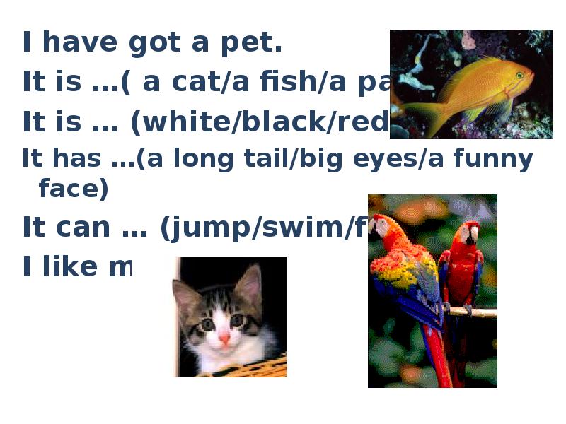 Got a pet перевод на русский. My Pet 3 класс. Have you got a Pet Worksheets. I have got a Pet. Проект my Pet.