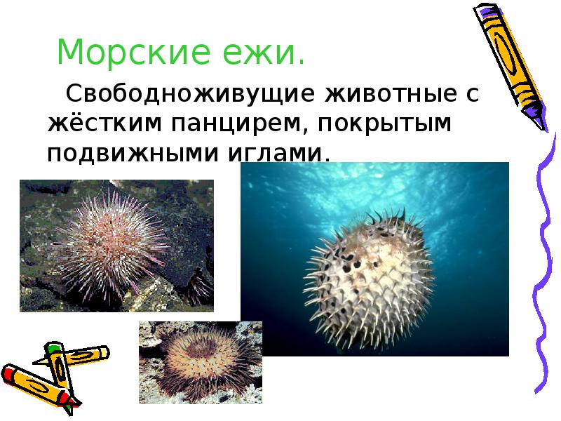 Морские ежи презентация