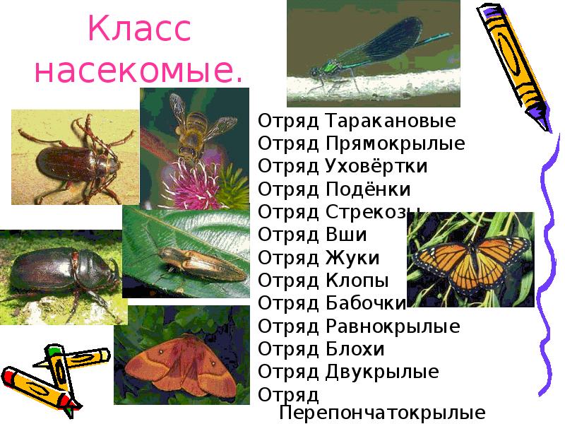 Биология 7 класс отряды насекомых