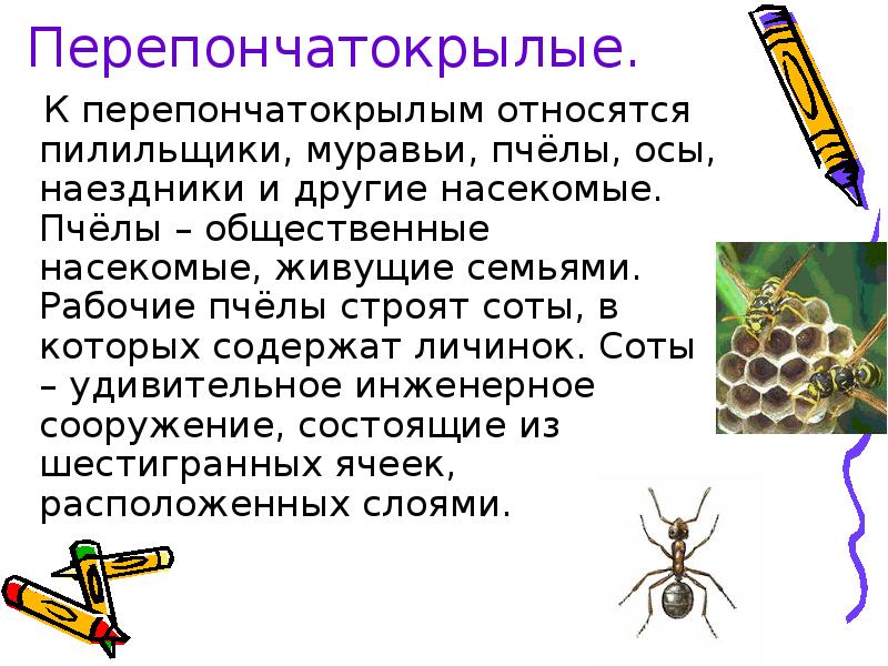 Насекомые пчелы муравьи. Перепончатокрылые насекомые презентация. Сообщение об общественных насекомых. Пчелы общественные насекомые доклад. Образ жизни перепончатокрылых.