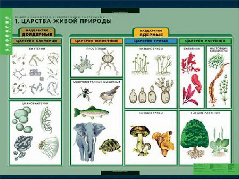 Общее Знакомство С Растениями 6 Класс