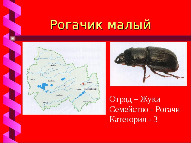 Красная книга новосибирской области презентация