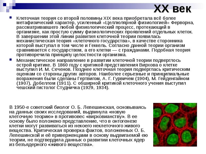 Теория организм. История развития клетки. Развитие клетки. Сообщение о развитию клетки. Клеточная теория 19 века.