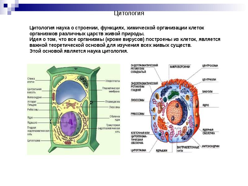 Клеточная организация клетки