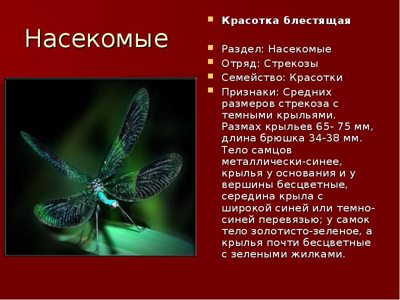 Какой тип питания характерен для стрекозы. Стрекозы отряд насекомых. Классификация Стрекозы. Род вид класс насекомых. Стрекоза Тип класс.