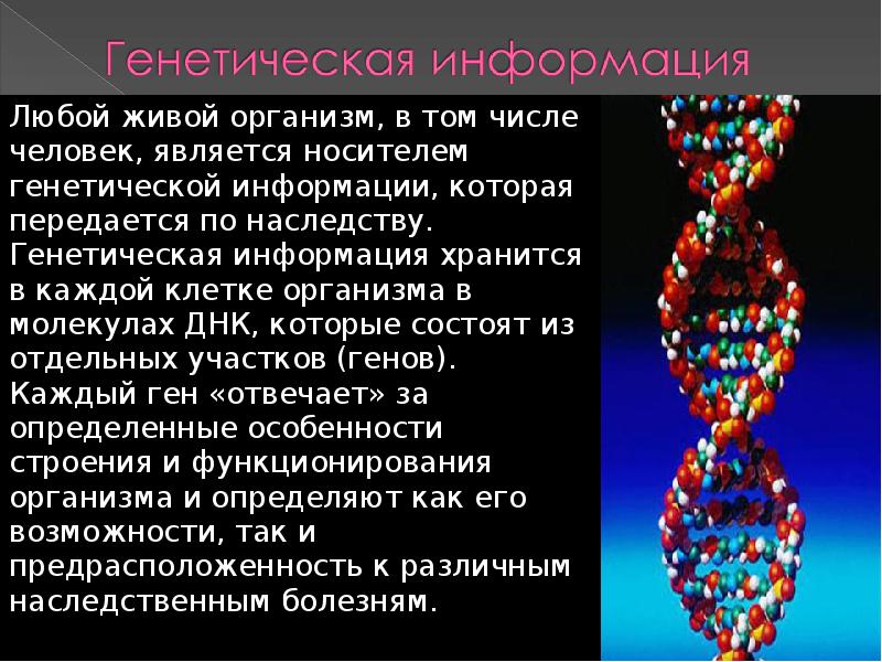 Днк носитель наследственной информации презентация 10 класс