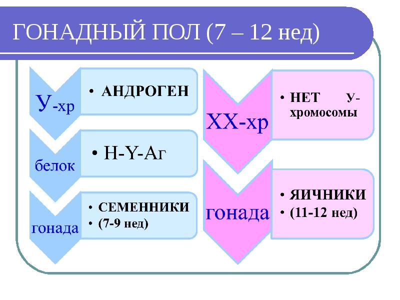 Схема формирование гонадного пола