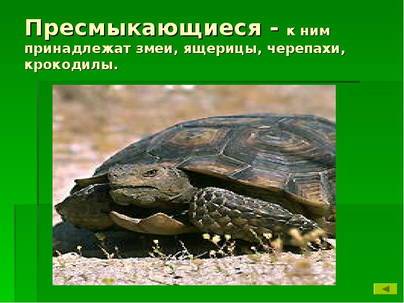К какому отряду относится черепаха. Черепахи земноводные или пресмыкающиеся. Черепахи это рептилии или земноводные. Ящерицы змеи черепахи. Черепаха земноводное.