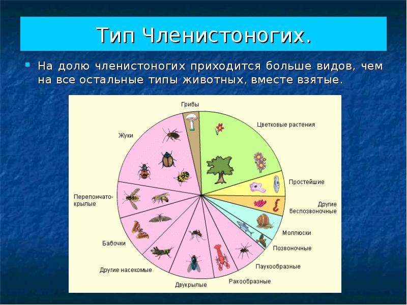 Каких видов больше всего. Сколько членистоногих на земле. Членистоногие количество видов. Количество видов животных и растений на земле. Типы животных.