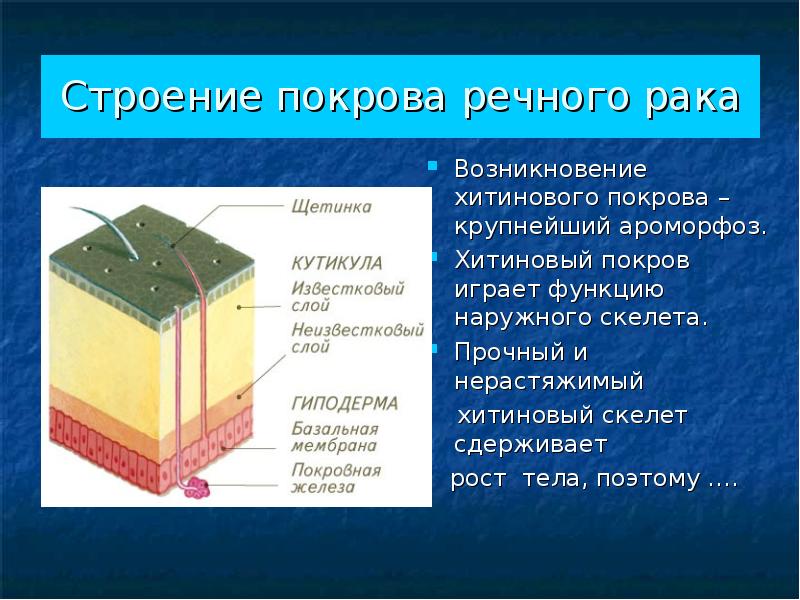 Толщина покрова. Покров тела ракообразных. Строение хитинового Покрова. Покровы тела членистоногих. Строение покровов.