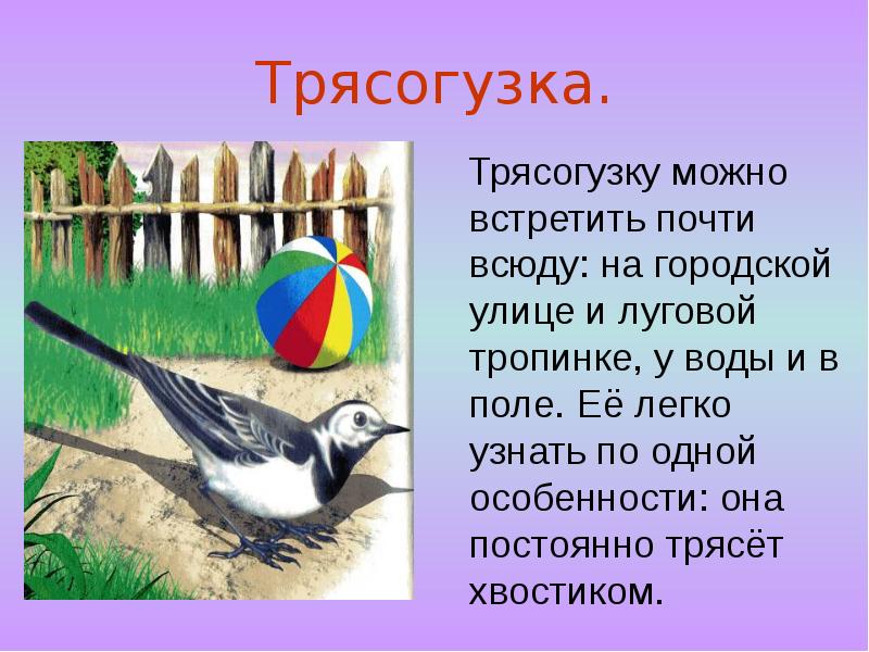 Промыслы каких животных запрещены почти повсеместно. Пришвин трясогузка. Сообщение о трясогузке. Трясогузка доклад. Трясогузка птица сообщение.