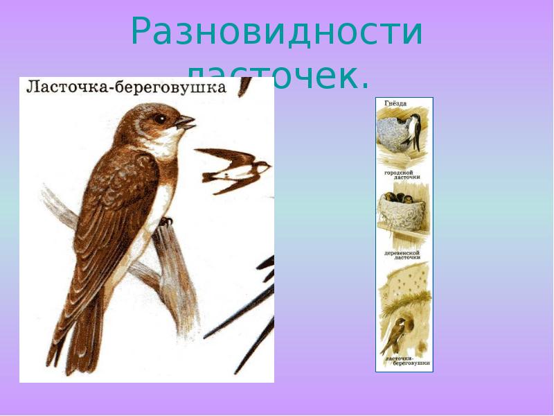 Разновидности ласточек. Разновидности ласточек.