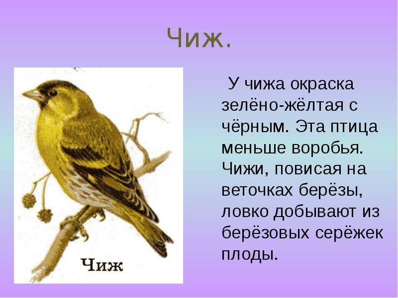 Чиж.
У чижа окраска зелёно-жёлтая с чёрным. Эта Чиж.
У чижа окраска зелёно-жёлтая с чёрным. Эта