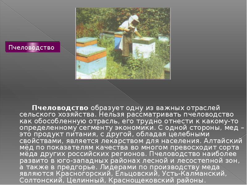 Пчеловодство доклад 3 класс. Пчеловодство презентация. Пчеловодство доклад. Сообщение про пасеку. Сообщение о пчеловодстве.