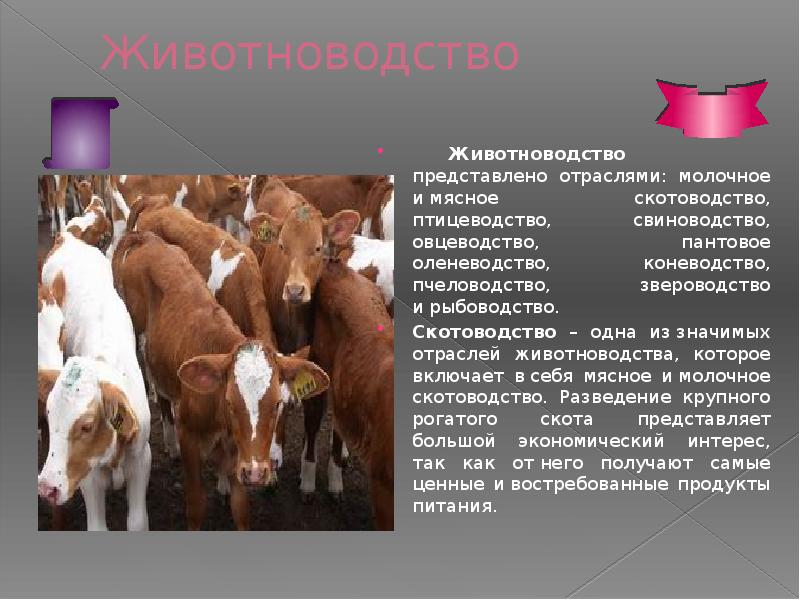 Каких животных разводят в московской области. Сообщение о животноводстве. Презентация на тему животноводство. Рассказ о животноводстве. Проект отрасли животноводства.