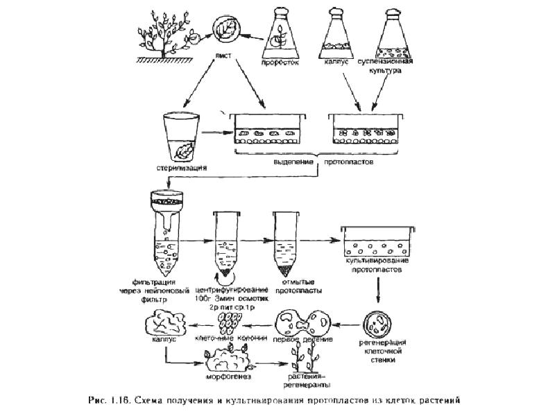 Общая схема получения культуры тканей не включает стадию