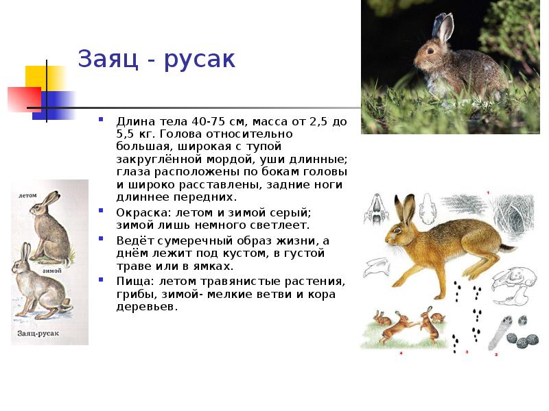 Схема предложения у зайца русака глаза коричневые уши длинные большие усы жесткие