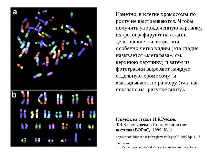 Увеличение набора хромосом в клетках