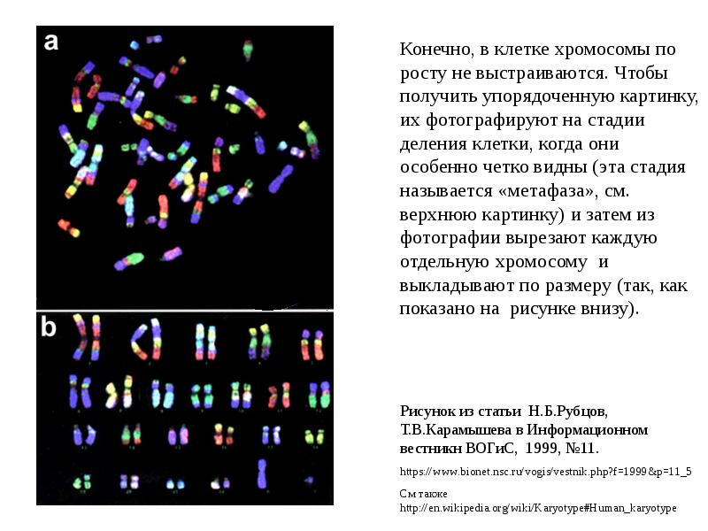 Хромосомы выстраиваются. Набор хромосом клетки называется. Увеличение хромосом. Хромосомы в клетках дрожжей.