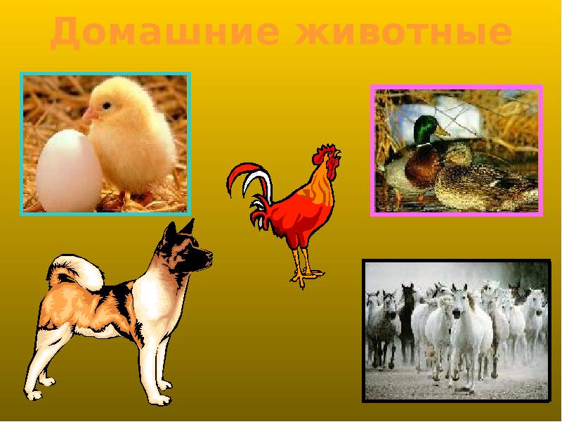 Тема домашние животные 3 класс. Проект домашние животные. Проект на тему домашние животные. Проект на тему животные.