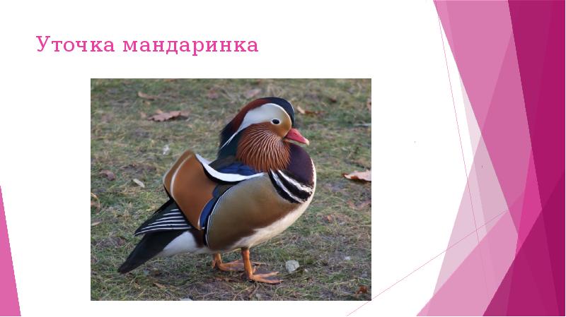 Проект утка мандаринка