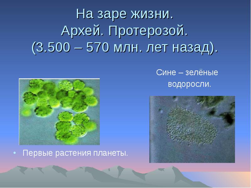 Живые организмы архея. Сине зеленые водоросли Архей. Цианобактерии Архей. Цианобактерии архейской эры. Архей растения.